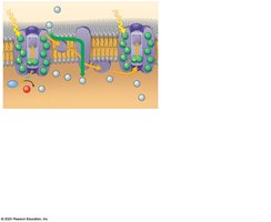 Diagram of two photosystems connected by an electron transport chain