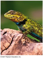 Species threatened by global warming