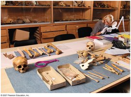 Studying the history of life through fossils