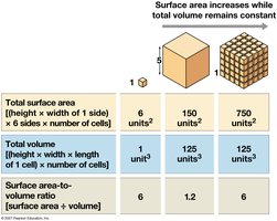 Table showing surface area to volume relationships in cells