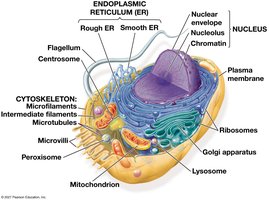 Diagram of a generalized eukaryotic cell with labeled organelles