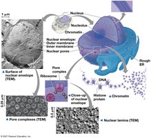 Structure of the nucleus and nuclear envelope