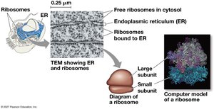 Structure and types of ribosomes