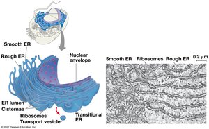 Structure of the endoplasmic reticulum