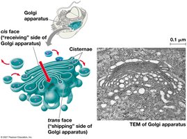 Structure of the Golgi apparatus