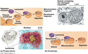 Lysosome structure and function