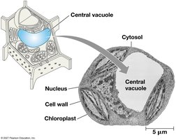 Central vacuole in a plant cell