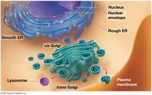 Relationships among organelles of the endomembrane system
