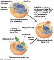 Endosymbiont theory of mitochondria and chloroplast origins