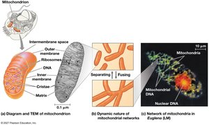 Structure of mitochondrion