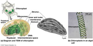 Structure of chloroplast