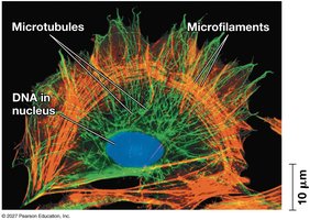 Fluorescent image of cytoskeleton showing microtubules and microfilaments