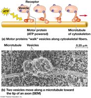 Motor proteins moving vesicles along microtubules