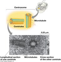 Structure of centrosome and centrioles