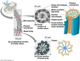 Structure of a flagellum or motile cilium