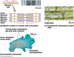Microfilaments and cell motility
