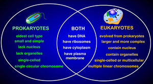 Venn diagram comparing prokaryotic and eukaryotic cells