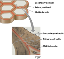 Structure of plant cell wall layers