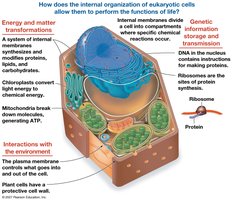 Diagram of eukaryotic cell showing internal organization and functions