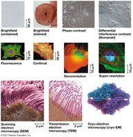 Examples of different microscopy techniques