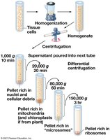 Diagram of cell fractionation by differential centrifugation