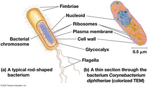 Structure of a typical prokaryotic cell