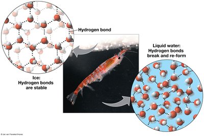 Hydrogen bonds in ice and liquid water