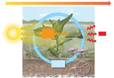 Flujo de energía y reciclaje de materia en un ecosistema