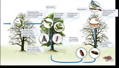 Interacciones ecológicas en el ciclo de vida de una oruga