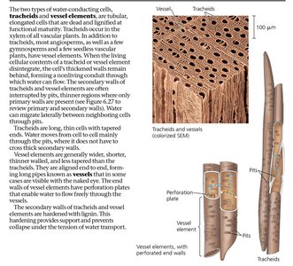 Tracheids and vessel elements in xylem