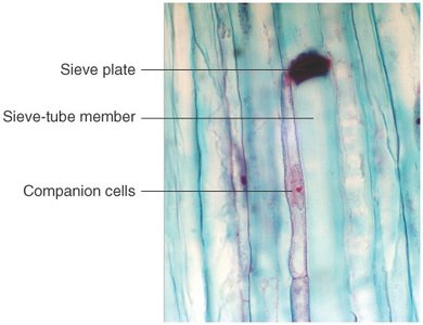 Sieve-tube members and companion cells in phloem