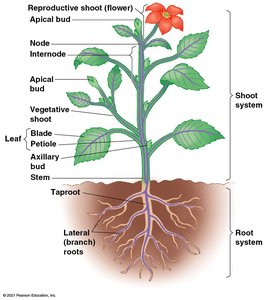 Diagram of plant organs: roots, stems, leaves
