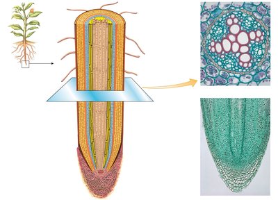 Root cross-section and longitudinal section