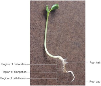 Photograph of root showing regions of growth