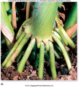 Prop roots