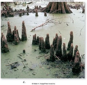 Pneumatophores