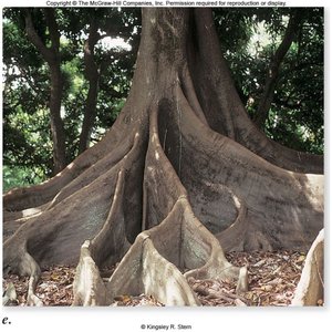Buttress roots