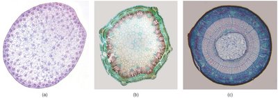 Cross-sections of monocot, herbaceous eudicot, and woody eudicot stems