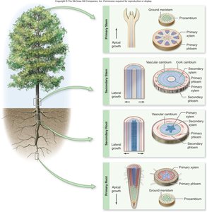 Diagram showing wood and bark formation