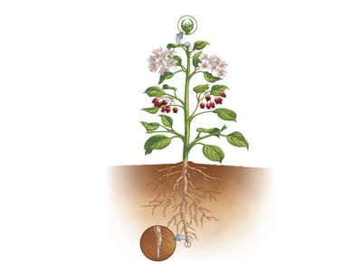 Diagram of a plant showing shoot and root systems