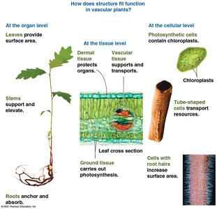 Diagram showing tissue systems at organ, tissue, and cellular levels
