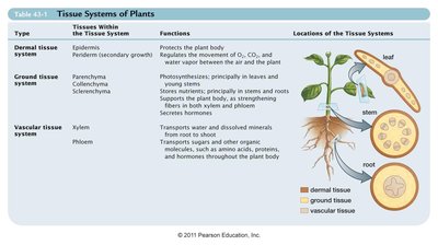 Table of tissue systems of plants