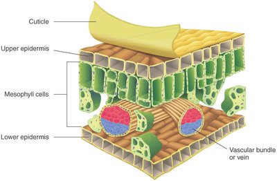 Leaf cross-section showing dermal, ground, and vascular tissues