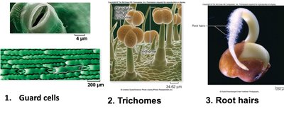 Examples of guard cells, trichomes, and root hairs