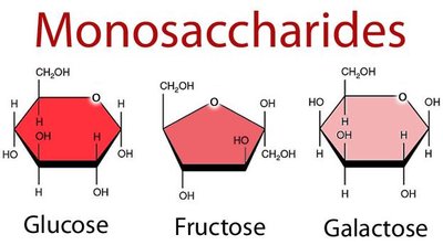 Monosaccharide structures: Glucose, Fructose, Galactose