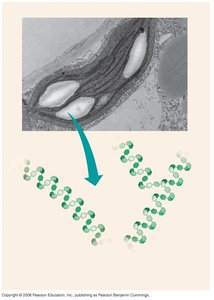 Starch granules and molecular structure
