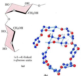 Chair conformation of amylose