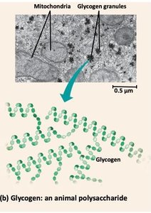 Glycogen granules in animal cells