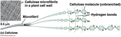 Cellulose microfibrils in plant cell wall