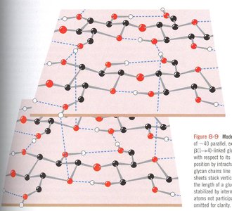 Layers of cellulose chains